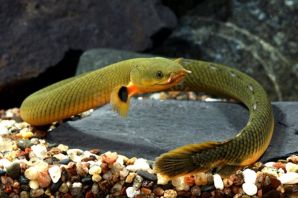 Рыба змея аквариумная каламоихт