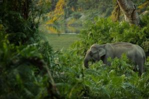 Лесные слоны