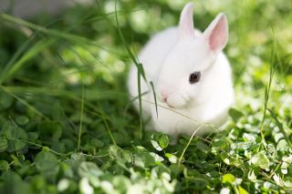 Кролики гипоаллергенные