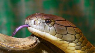 Самые страшные змеи в мире