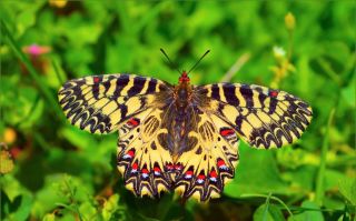 Бабочки башкирии