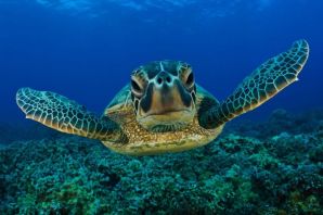 Средиземноморская морская черепаха