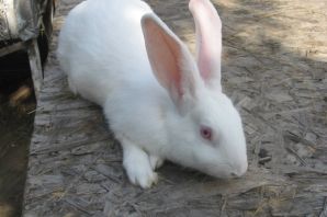 Порода кроликов белый паннон