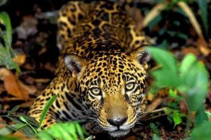 Амазонский ягуар
