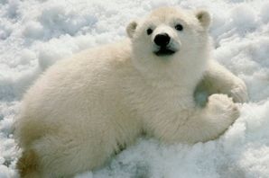 Белый медведь маленький