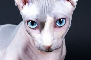 Сфинкс с голубыми глазами