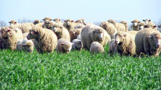 Северокавказская порода овец