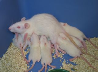 Домашняя крыса альбинос