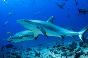 Карибское море акулы