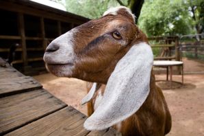 Заанонубийская коза