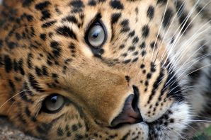 Цвет глаз у гепарда