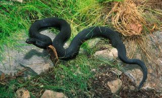 Змеи тюменской области