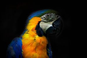 Большой желтый попугай