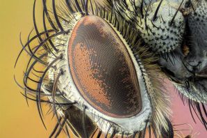 Глаз стрекозы под микроскопом