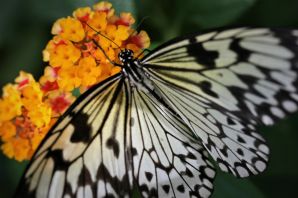Бабочка белая боярышница