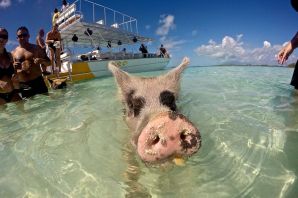 Свиньи на багамах