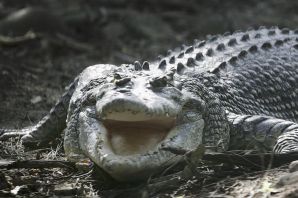 Крокодил лысый