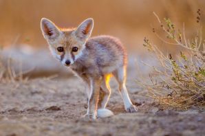 Животное пустынный лис