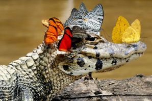 Крокодил в природе