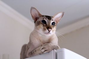 Ориентальная короткошерстная кошка