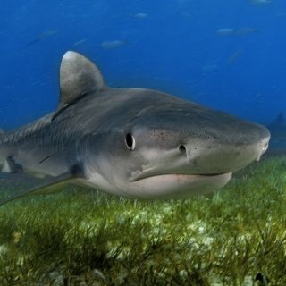 Речная акула