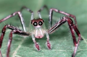Самые необычные пауки в мире