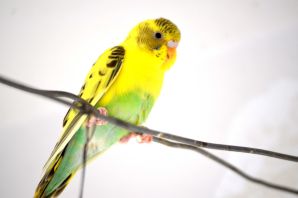 Желтые волнистые попугаи