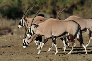 Саблерогая африканская антилопа