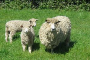 Ромни марш порода овец