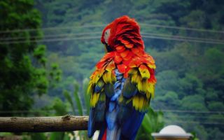 Роскошные попугаи