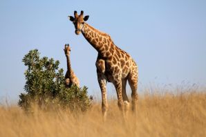 Жираф без пятен