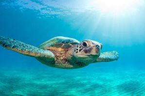 Океанская черепаха
