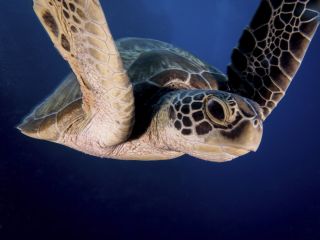 Черепаха океаническая