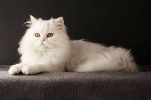 Порода кошек британская длинношерстная