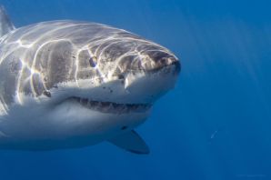 Большая белая акула кархародон