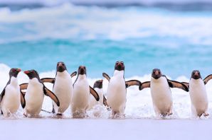Окрас пингвина