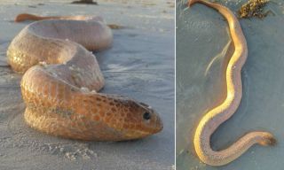 Атака морской змеи