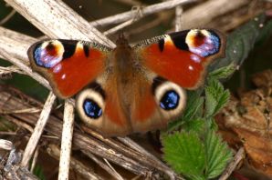 Бабочка большой павлиний глаз