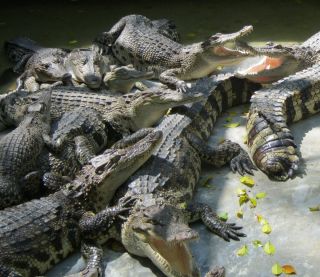 Крокодилы на гоа