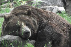 Толстый бурый медведь