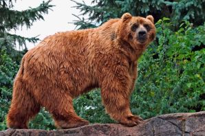 Медведь кадьяк самый большой в мире