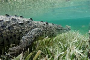 Гребнистый крокодил в море