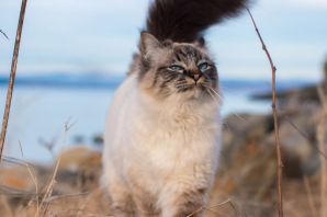 Сибирская карнавальная кошка