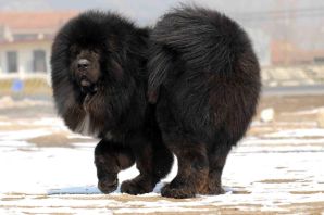 Самая большая собака тибетский мастиф