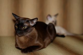 Соболиная бурманская кошка