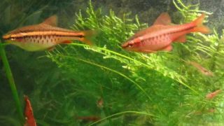 Барбус вишневый аквариумная рыбка