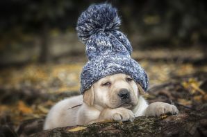 Собака в шапке ушанке