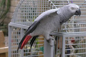 Жако порода попугая