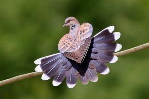 Обыкновенная майна птица