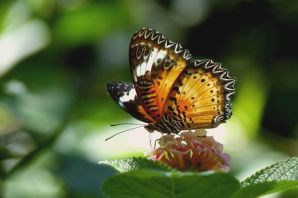 Красивые виды бабочек